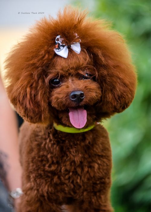 Вязка той пудель