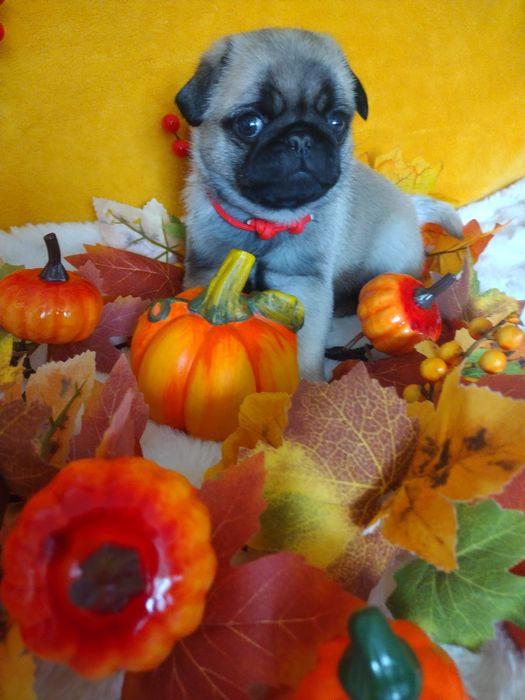 Szczenię chłopczyk Mops  FCI ZkwP