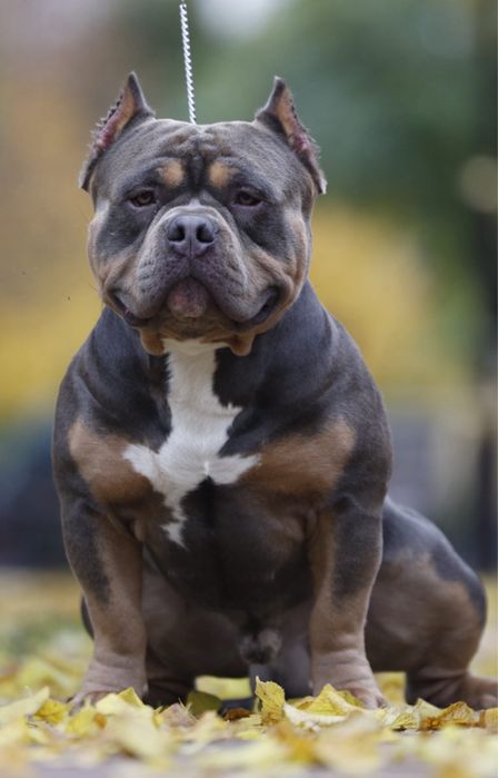 Амеріканський буллі ( покет), вязка