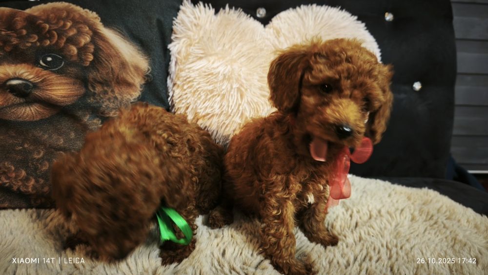 Pudel miniaturowy badania genetyczne(rodzice)