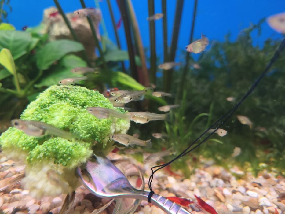 Młode gupiki tanio.