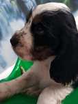 Piesek rasy Cocker Spaniel