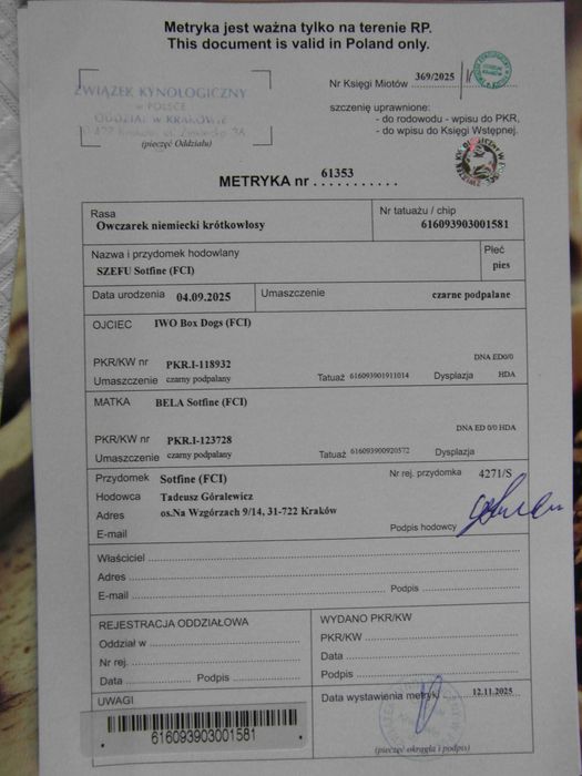 Owczarek Niemiecki Krótkowłosy FCI SZCZENIAK czarny podpalany piesek