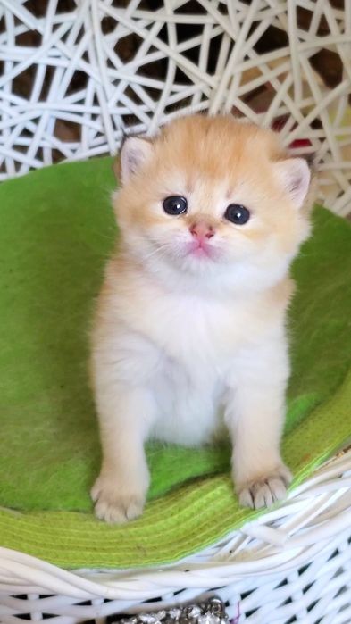 Милые ручные малыши, котята золотая шиншилла