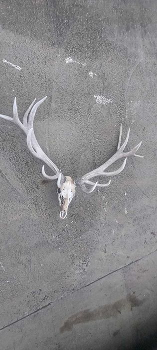 Рога оленя Благородного