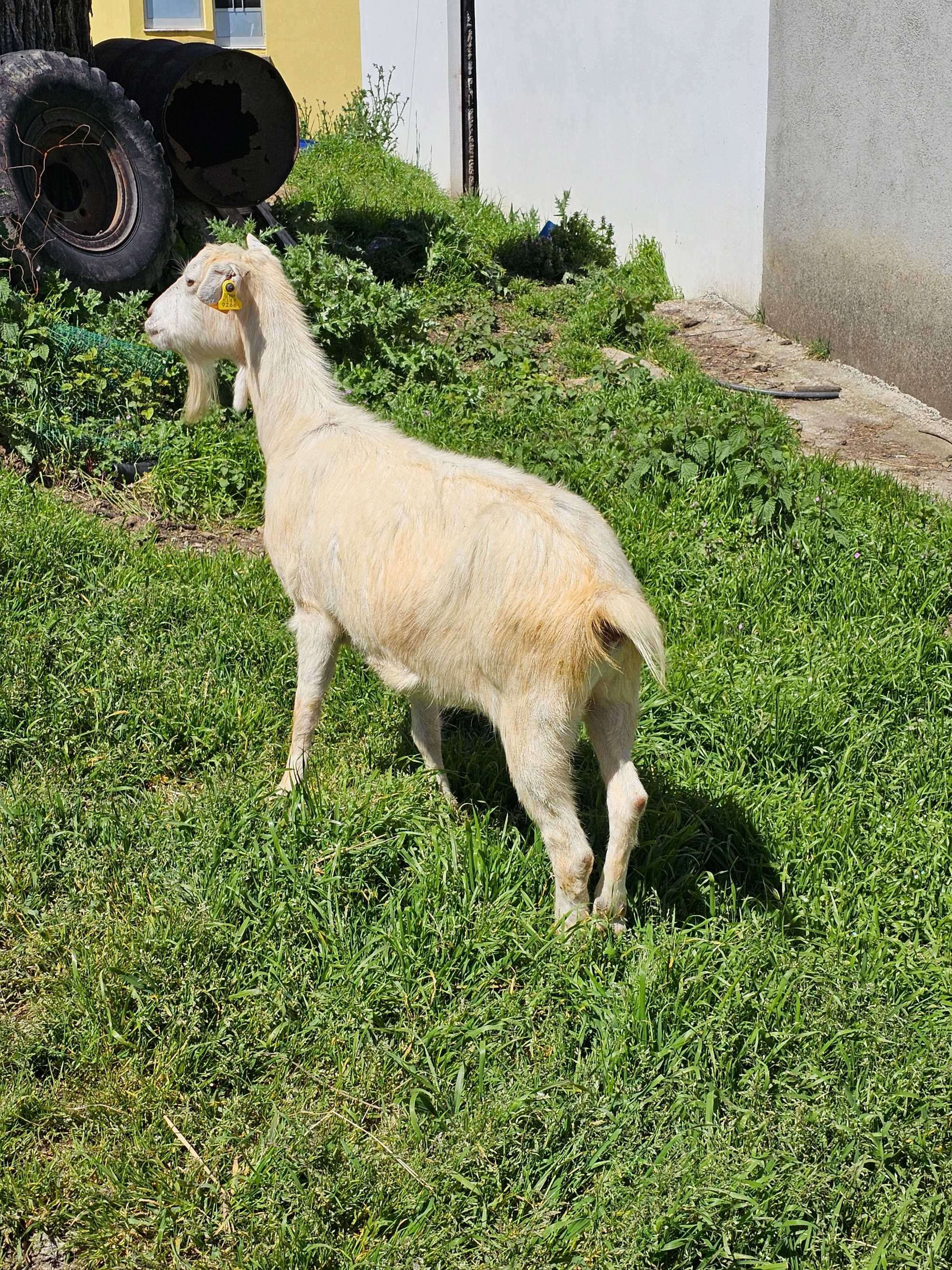 Venda cabra gorda nunca pariu