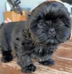 Piesek shih tzu szuka nowego domku