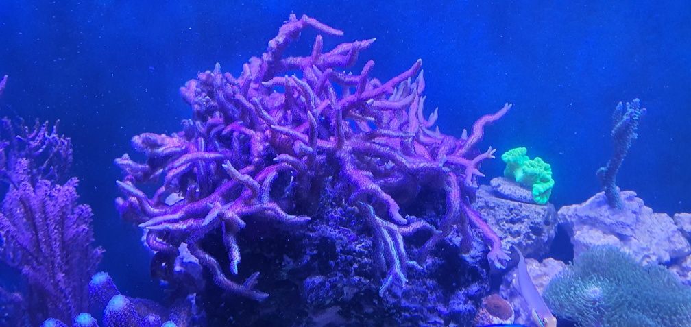 Seriatopora hystrix morskie