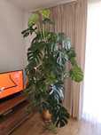 Monstera deliciosa duża i zdrowa