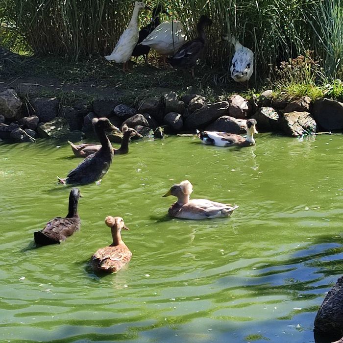 Kaczory BIEGUS INDYJSKI  czystej rasy z czubkiem