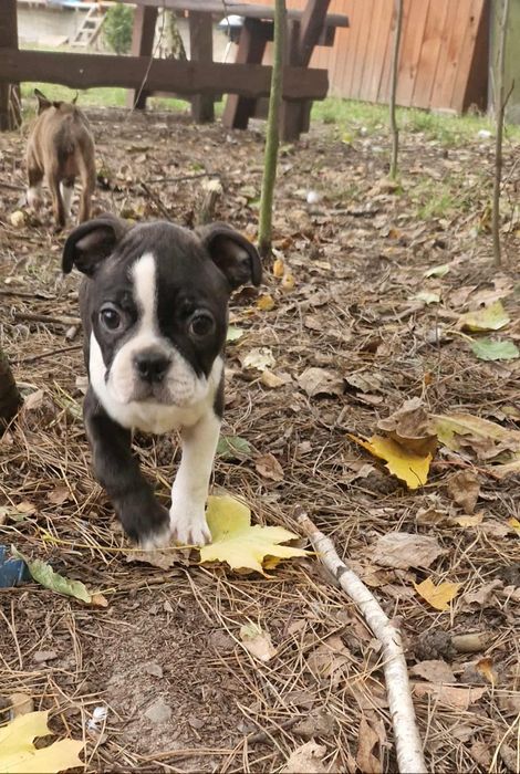 Szczeniak boston terrier