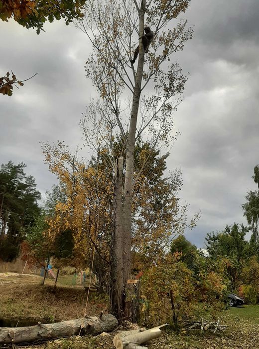 Професійна валка дерев. Спил дерев. Видалення та обрізка гілок