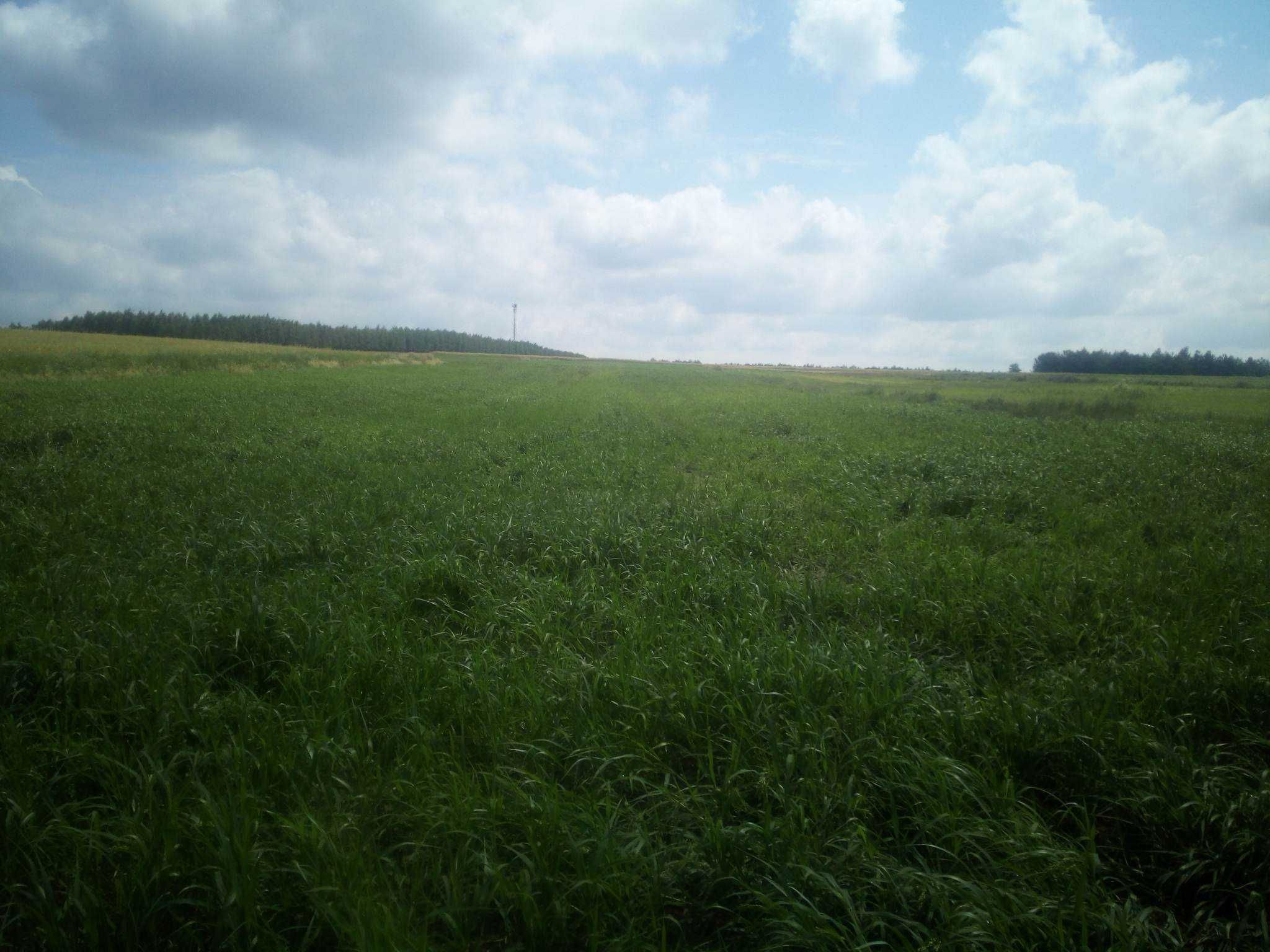 Altanka Domek + 2 Działki Szerokie Ranczo 1 Ha Na Uboczu Cisza Spokój