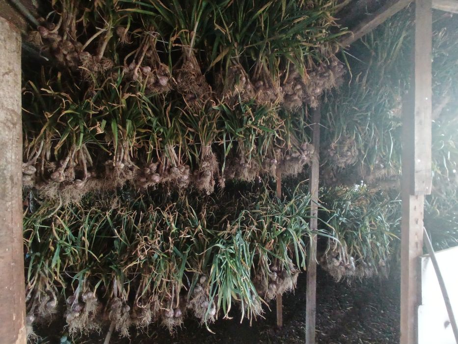 Harnaś poniżej 50mm  20zl kg zdrowy