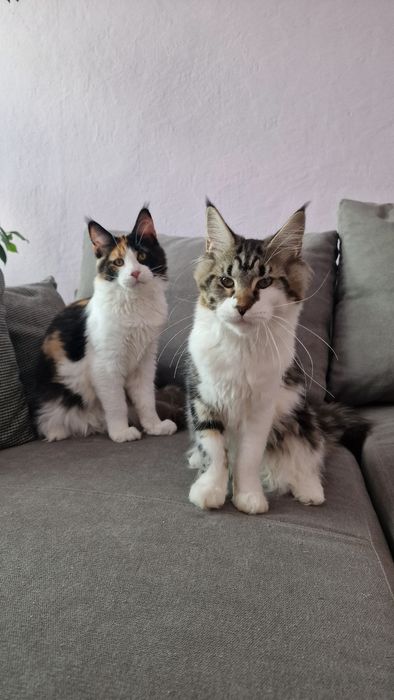 Cudowna Koteczka Maine Coon!