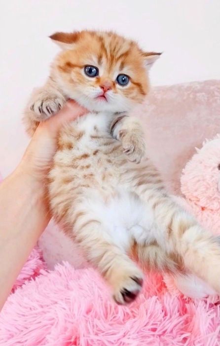 Золотой тигрёнок девочка милашка