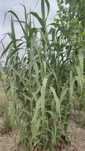 Lasecznica trzcinowata - Arundo donax