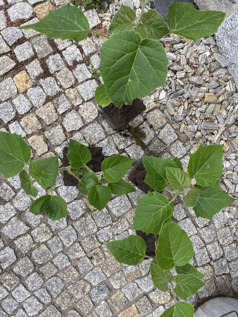 Gotowe do sadzenia drzewo tlenowe, oxytree, paulownia, duże sadzonki,