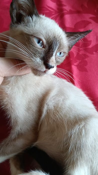 Gatinhos para adoção