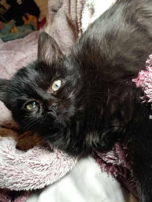 ВІДАМ КОШЕНЯ (дівчинка)