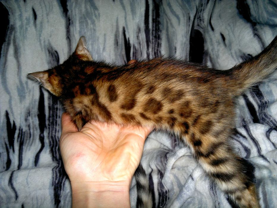 Якісні породні бенгальчики з документами клубу