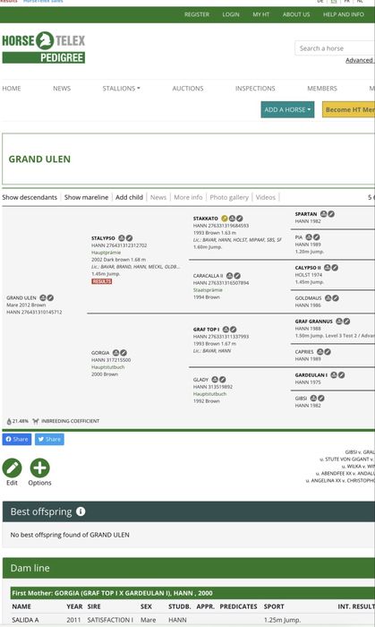 Klacz hanowerska 13 lat Okazja!!!