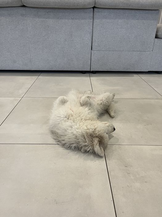 Samojed samoyed szczeniak 4 miesiace