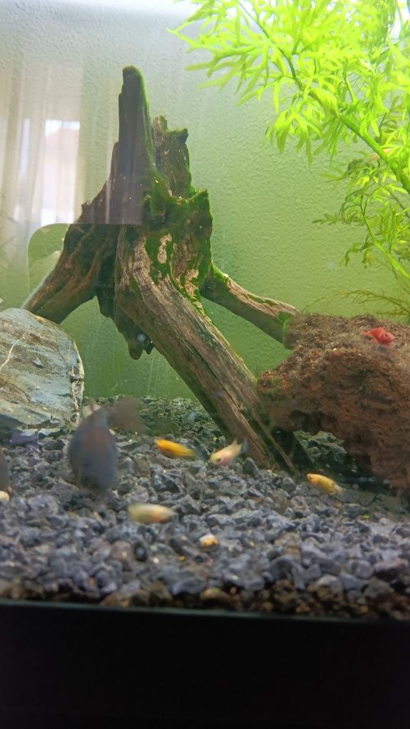 Mollys e platys juvenis