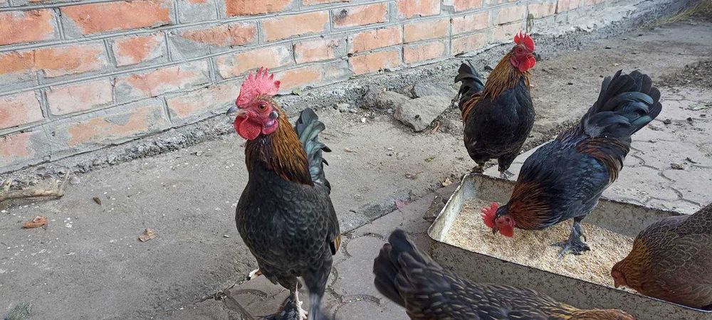 Продам півників  породи Бентам