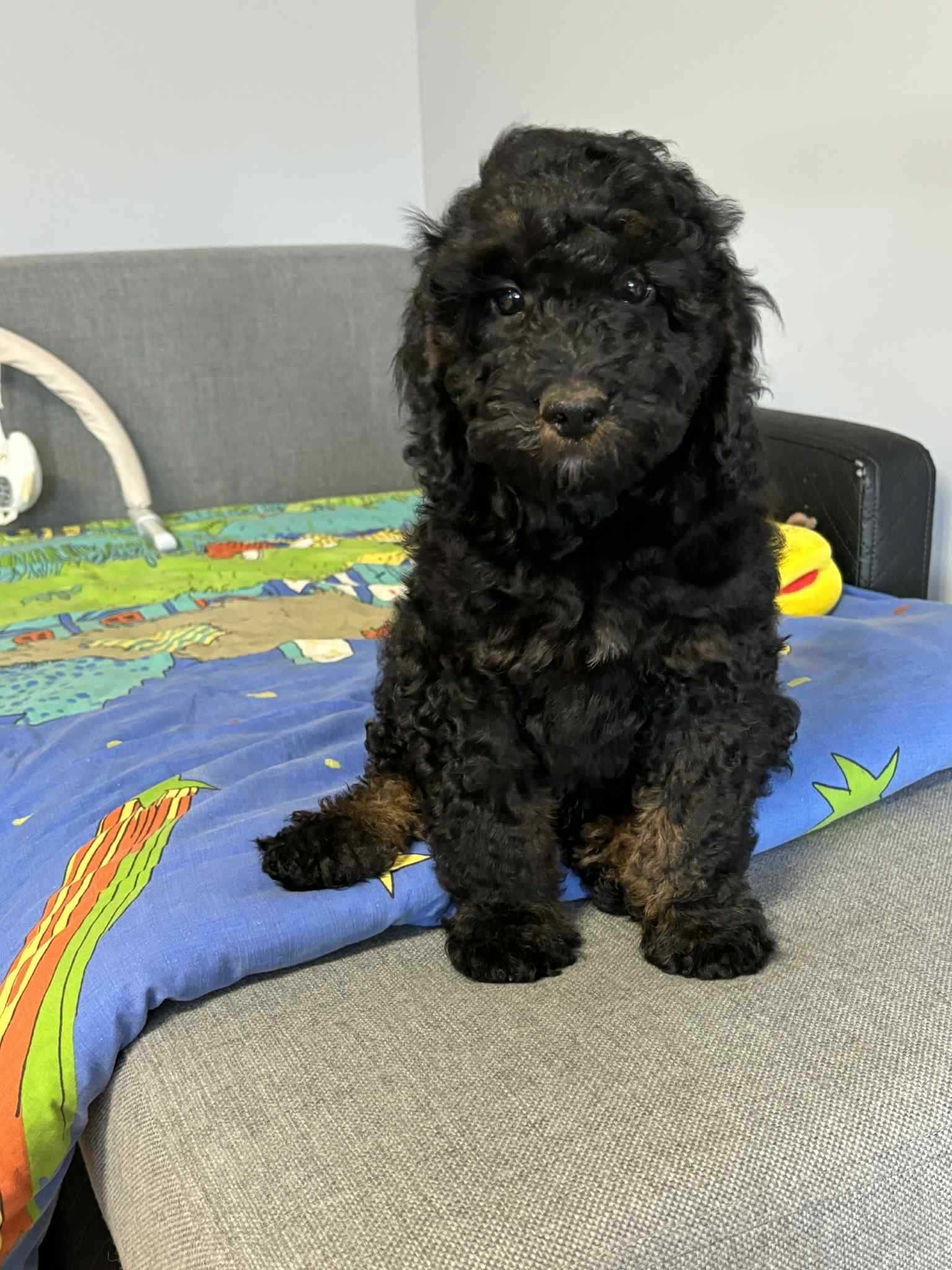Cockapoo f1b-Piesek