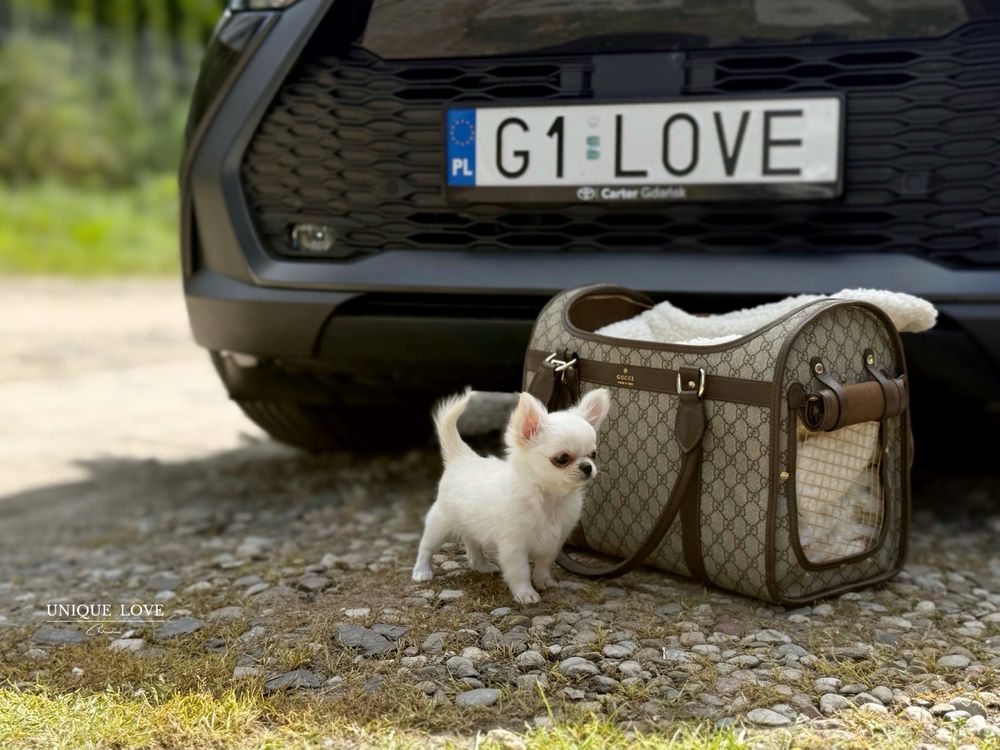 Malutki Chihuahuahua jak laleczka ZKwP FCI