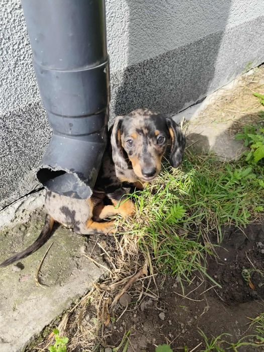 Jamnik krótkowłosy merle