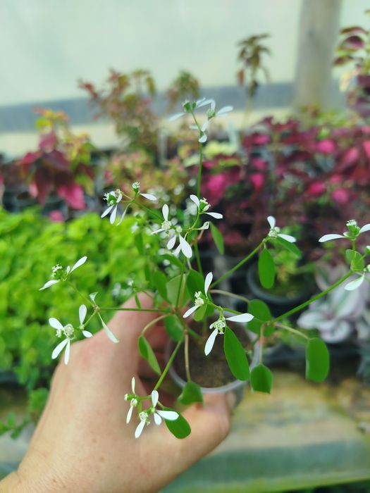 Еуфорбія медові квіти