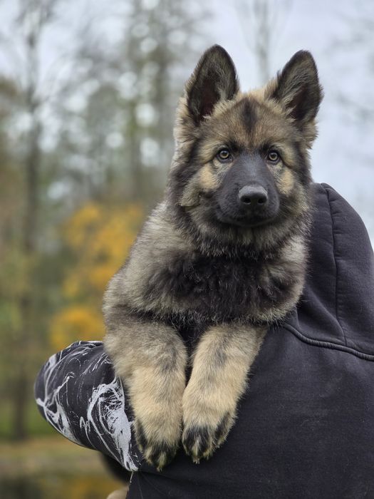 Owczarek Staroniemiecki - Piesek - do odbioru - 11 tygodni