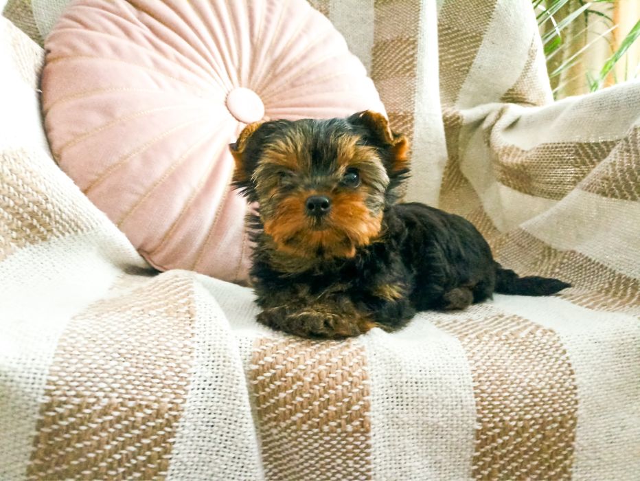 Yorkshire Terrier szczenię piesek ZHPR