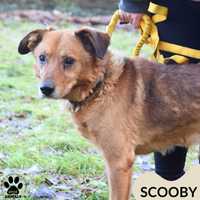 Senior Scooby czeka na dom!