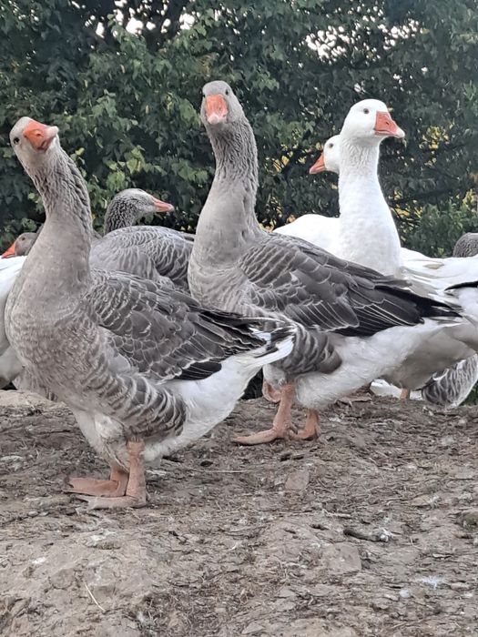 Gęsi landes kołudzkie tuszki