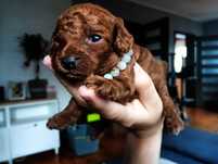 Pudel Toy Red Brown