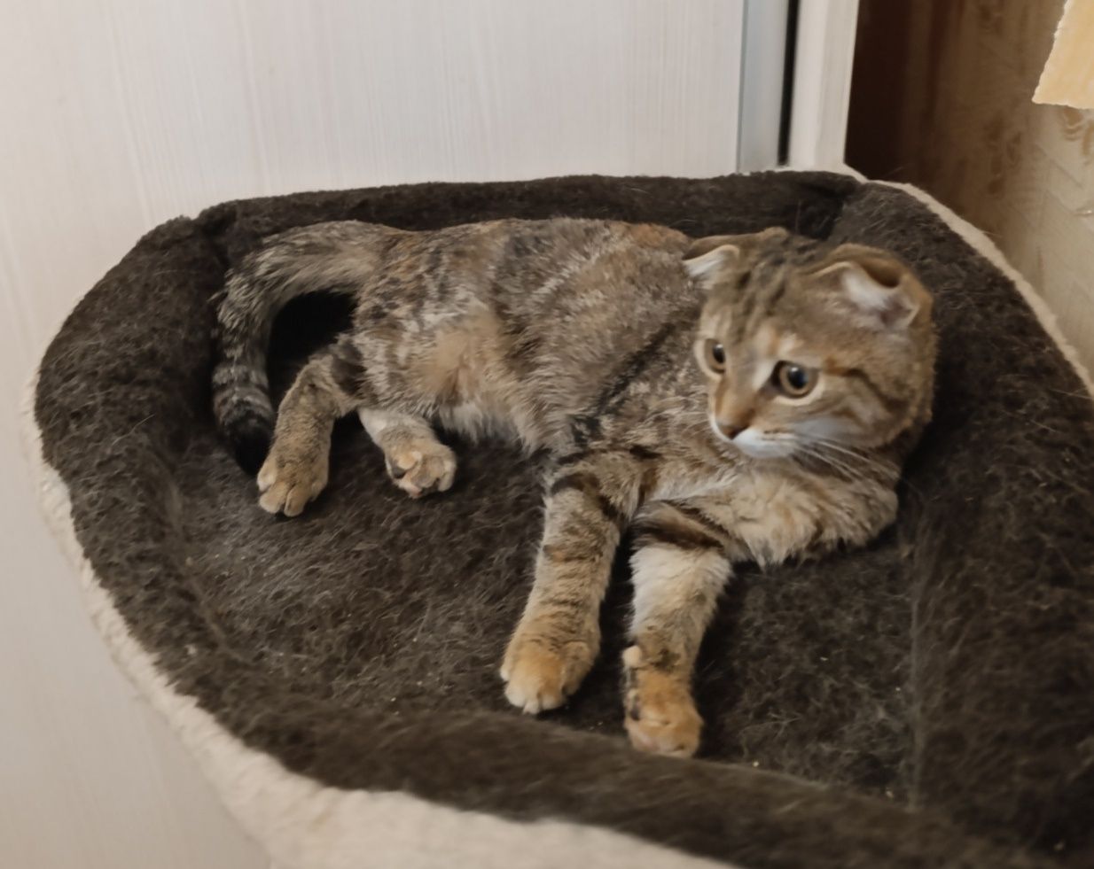 Отдам вислоухую кошечку