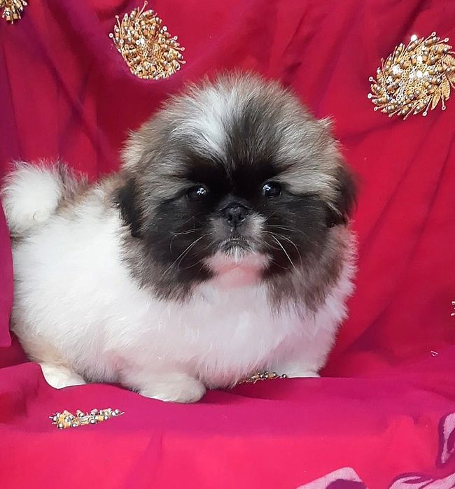 Шикарные пекинесики