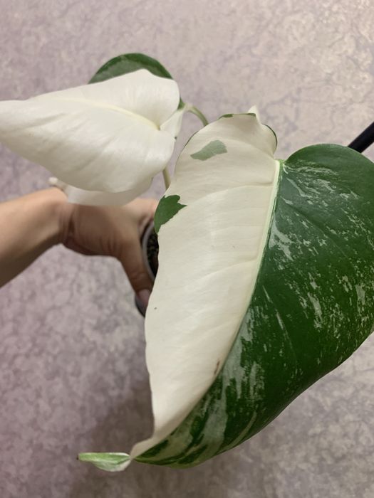 Продам монстеру Альба