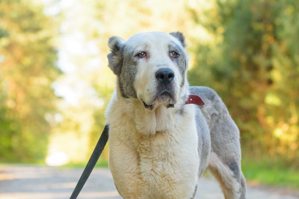 ZARA - duża smutna sunia w typie owczarka środkowoazjatyckiego