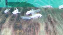 Glonojad/Ancistrus Snow White Long Fin / Znana płeć/ WYSYŁKA
