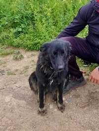 CELINA-najsmutniejszy pies bez domu. Uratowana w Bułgarii.