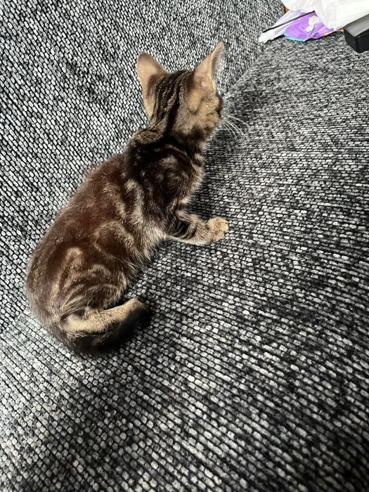 Віддаю котиків в добрі руки < 3