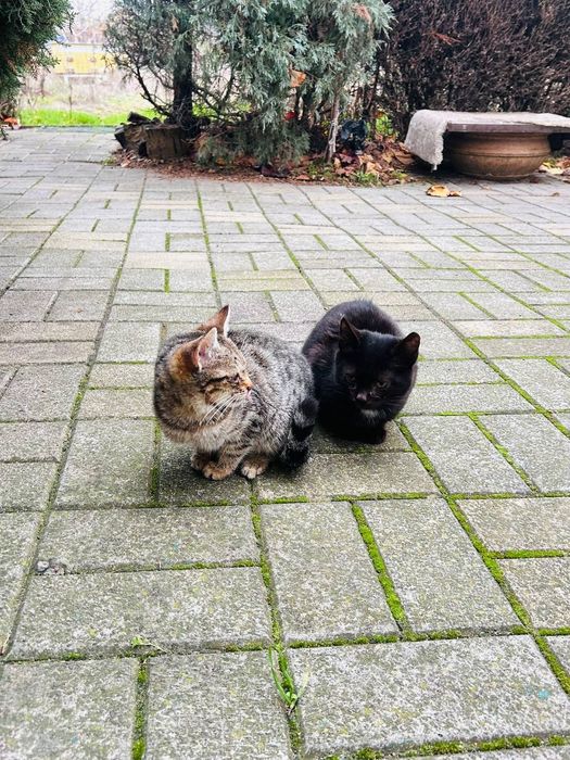 Котята, 3 місяці,корабельний рн