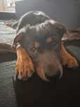 Hańka - niespelna roczna sunia do adopcji