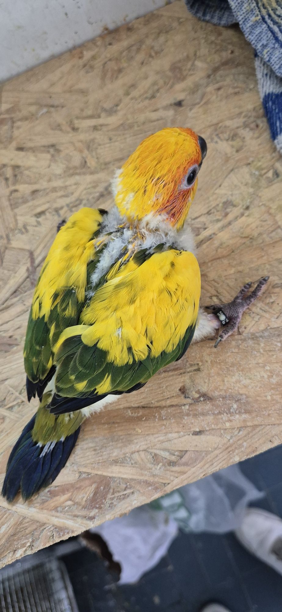 Aratingas pyrrhuras Kakarikis domesticados