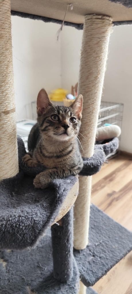 Cudowny słodziak Miron do adopcji