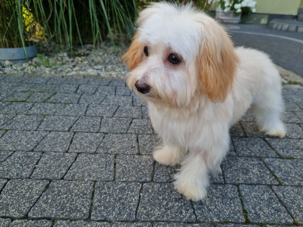 Maltańczyk pudel toy PIESEK MALTIPOO